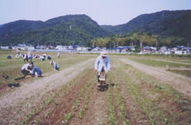 植えた苗に沿って機械を使っ使ってむねあげをしている写真