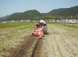 トラクターを使って植えた苗に沿って溝を掘っている写真