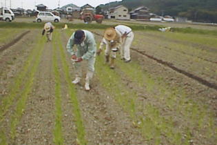手作業で畑に肥料をまいている写真