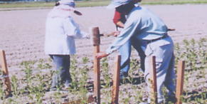 木製の杭を畑に打ち込んでいる写真
