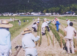 多くのひとが畑に入り、打ち込んだ杭に縄を張っている写真