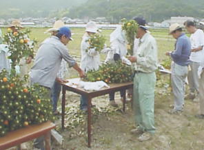 多くの人が台に置かれた紅花を包装している写真