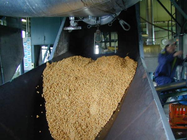 大量の大豆が機械の中に入っている写真