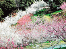 斜面に白や濃いピンク色や薄いピンク色の花を咲かせた、沢山の梅の木が立っている写真