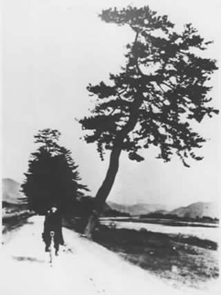 一本の大きな木が右斜めに傾いている揖保川の堤防を、自転車に乗って向かってきているモノクロ写真