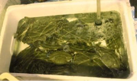 水が入ったベージュ色の容器に沢山のガザ三が入っている写真