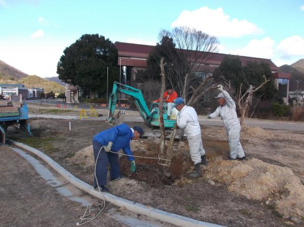 重機で掘った穴に木をロープで固定し植栽をしている写真