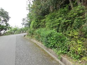中腹駐車場付近のつぼみがほぼなく、葉の写るあじさいの画像