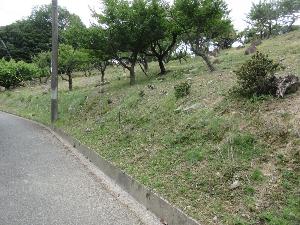 中腹駐車場～頂上の間、ほぼ枝のみとなったあじさいが写る画像