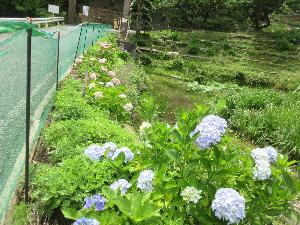 梅公園北門の前、見ごろのあじさいが写る画像