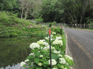 梅公園北門を通った先、池の側に見ごろのあじさいが写る画像