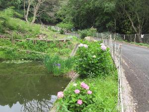 梅公園北門を通った先、池の側に見ごろのあじさいが写る画像