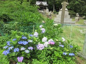 梅公園北門の前、見ごろのあじさいが写る画像