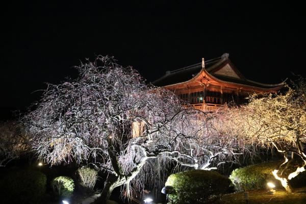 尋梅館と花びらを付けた梅の花がライトアップされた写真