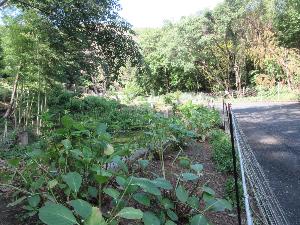梅公園北門を通った先、池の側に剪定されたあじさいが写る画像