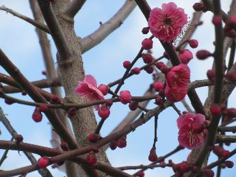 ピンク色の花と膨らんだ蕾が沢山見える梅の木の写真