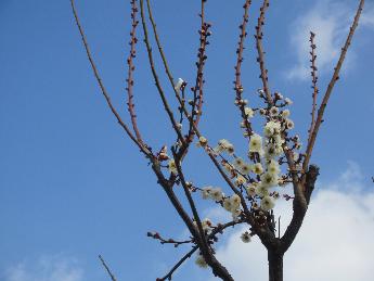 澄み切った空を背景に梅の木を撮影した写真