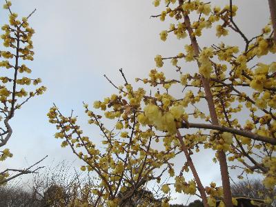 枝の先に沢山の黄色い花が咲いているロウバイの写真