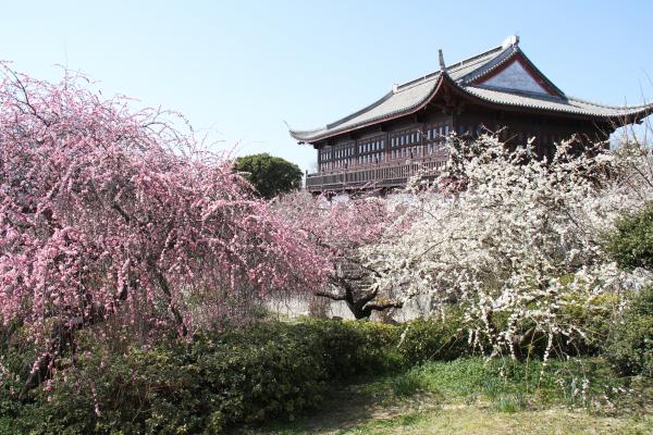ピンク色と白色の梅の花が咲いており、後方に尋梅館が写っている写真