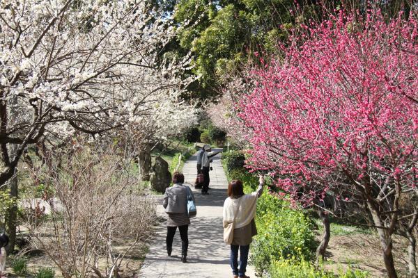 歩道の両サイドに白色や赤色の梅の花が満開に咲いている写真