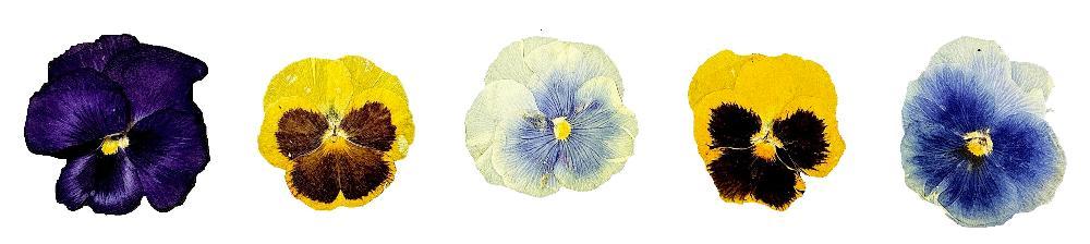 押し花