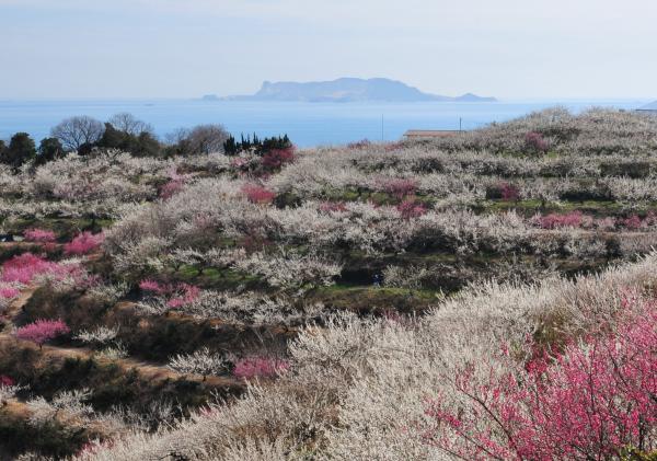 遠くの島が一望できる広大な綾部山丘陵に、鮮やかなピンク色や白色の梅の花が咲いている風光明媚な綾部山梅林の写真