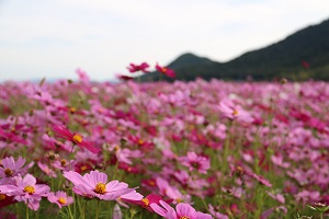 馬場コスモス畑に広がる濃いピンクや薄いピンク色のコスモスをアップで撮影した写真
