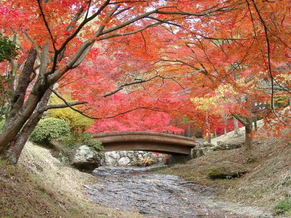 奥に石橋が見える東山公園の木々の葉が、赤く紅葉している写真