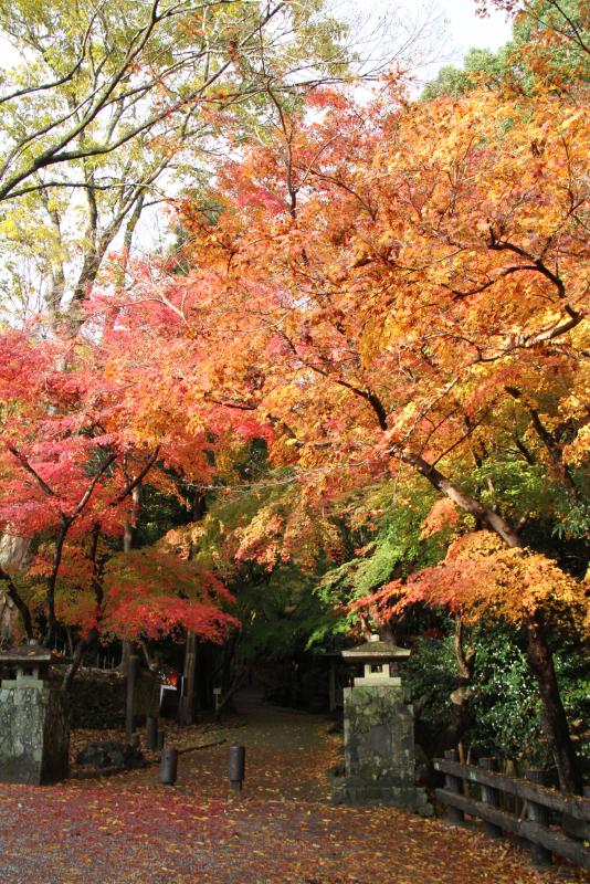 石で出来た門の奥に、葉が赤やオレンジ、黄色に色付いた木々が生えている紅葉谷の写真
