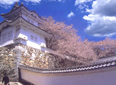 青空の下、満開の桜に囲まれている城の写真
