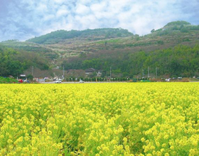奥に木々が生えた山が見える手前に、黄色い菜の花畑が一面に広がっている写真