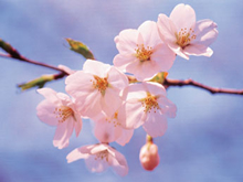 枝先に咲いている桜の花をアップで写した写真