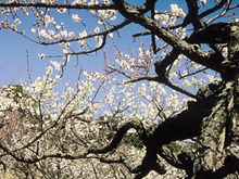 大きな幹をした梅の木の枝先に梅の花が咲いている真