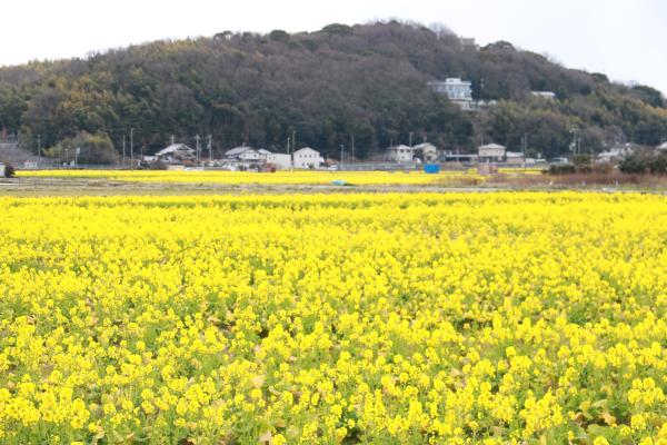 一面に黄色の花が咲いている菜の花畑