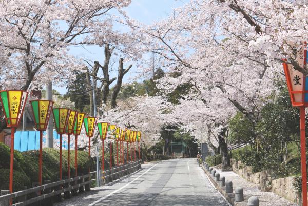 奥へと真っすぐに続く道の両側に、満開の桜の花が咲いている龍野公園の桜並木の写真