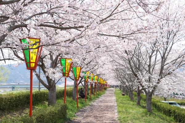 間隔をあけて植えられた桜の木に満開の花が咲いている様子を、通り沿いに設置されたベンチに座った人が花見をしている正條桜づつみの写真