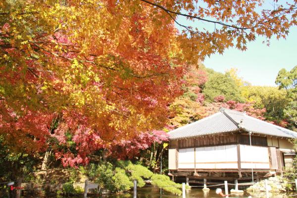 葉がオレンジ色や赤色に紅葉した木々に囲まれ、池の中に建つ聚遠亭の写真