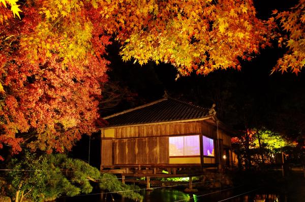 太陽が沈み漆黒の闇に包まれたなか、周囲の紅葉や池の中に建つ聚遠亭の建物の中がライトアップされた幻想的な写真