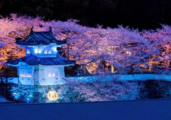 太陽が沈み漆黒の闇に包まれたなか、満開の桜の花と白亜の城がライトアップされた幻想的な写真
