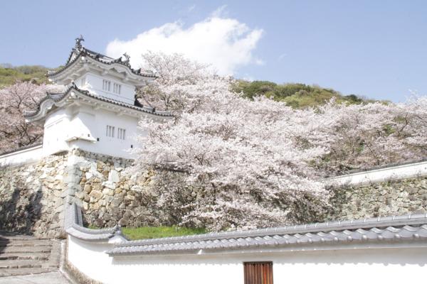 白亜の城壁沿いの階段を上がった先にある、満開の桜の花と白壁のコントラストがきれいな龍野城の写真