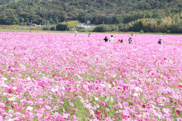 沢山の家族連れが白やピンク色の満開の花が咲く馬場コスモス畑で花を愛でている写真