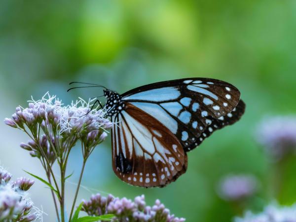 たつの市／世界の梅公園に、旅する蝶「アサギマダラ」が飛来しています